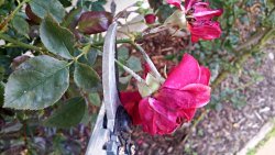 deadheading roses