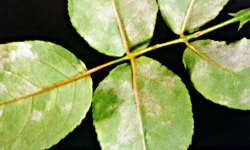 Downy Mildew