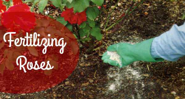 Fertilizing Roses