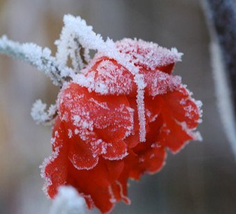 frozen rose