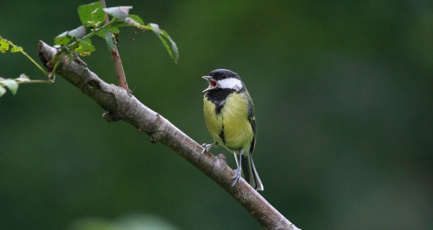 Great Tit