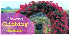 Growing Climbing and Rambling Roses