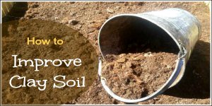 How to improve clay soil