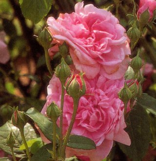 Ispahan Rose