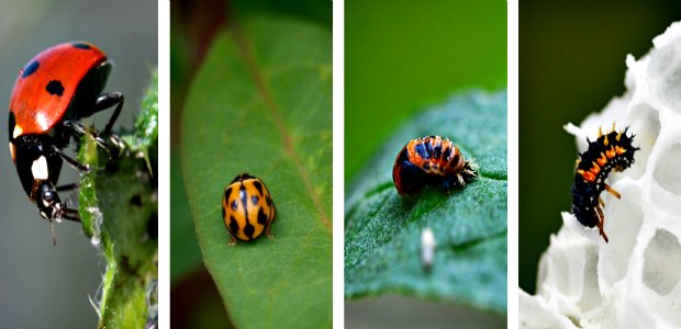 Ladybug and their larvae