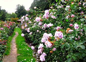 Lagerfeld Gramdiflora