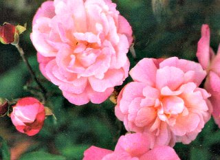 Old Blush China Rose