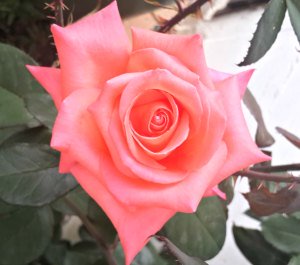 Meaning of roses - Pink rose