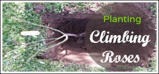 planting climbing roses