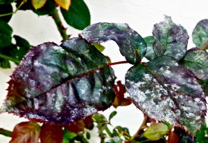 Powdery Mildew