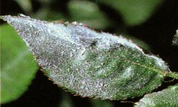 powdery mildew