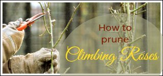 Pruning climbing roses