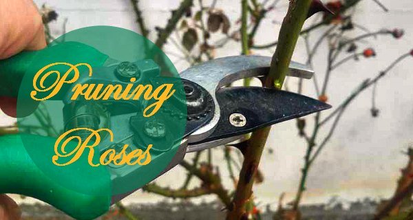 Pruning Roses