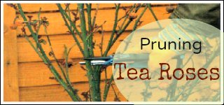 Pruning Tea Roses