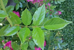 Rambling Rose with 7 leavelets