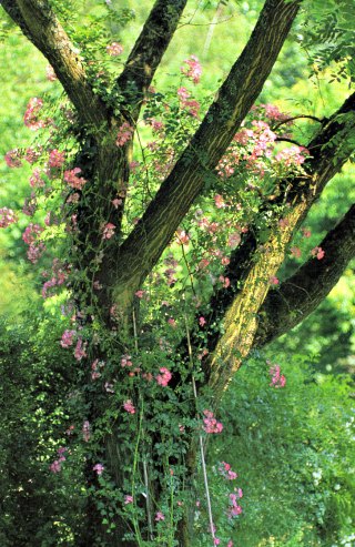 Rambling Rose in a tree
