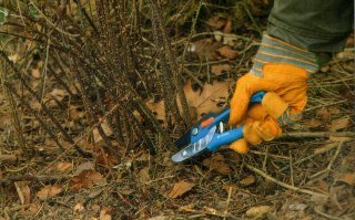 Rose bush pruning