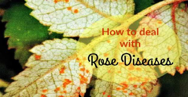 Rose Diseases