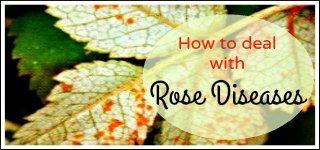rose diseases