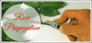 Rose Propagation