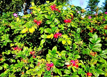 Rugosa Rose hips