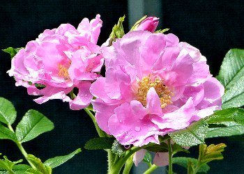 Rosa Rugosa Jans Munk