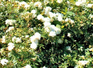 Snow Carpet rose