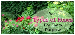 Types of roses