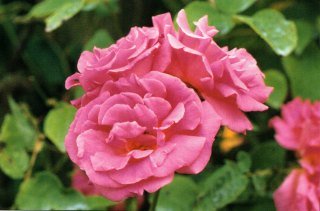 Zephirine Drouhin Rose