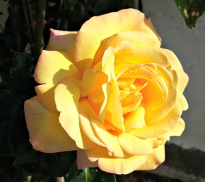 Meaning of different color roses - Yellow Rose